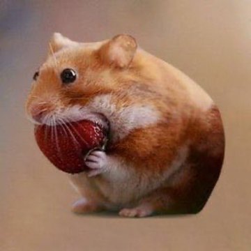 Nomnom